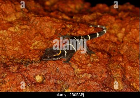 Deccan Banded Gecko, Cyrtodactylus Deccanensis Amboli Ghats, Maharashtra, Inde Banque D'Images