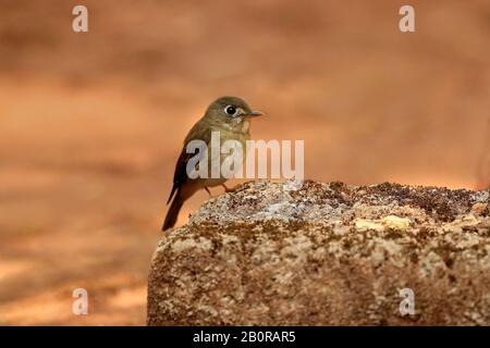 Moucherolle Brun Asiatique, Muscicapa Latirostris, Ganeshgudi, Karnataka, Inde, Banque D'Images