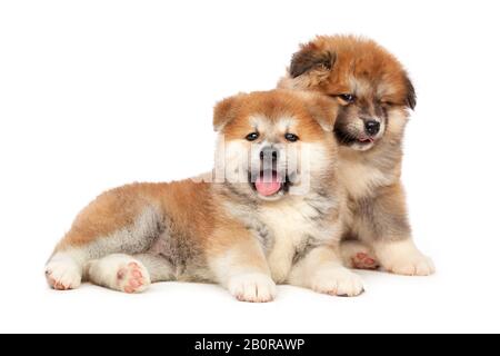 Chien chiot Akita Inu sur fond blanc Banque D'Images