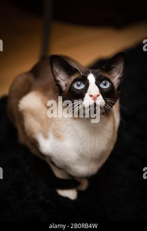 portrait d'un chat siamois oriental Banque D'Images