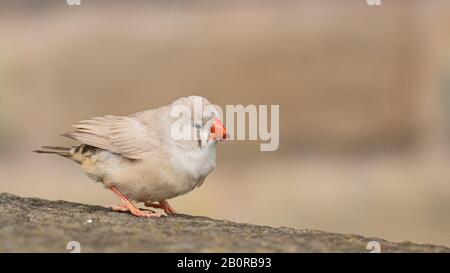 Une belle et inquisitive zèbre finch Banque D'Images