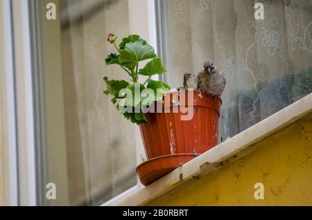 Bébé Dove Dans Flowerpot Banque D'Images