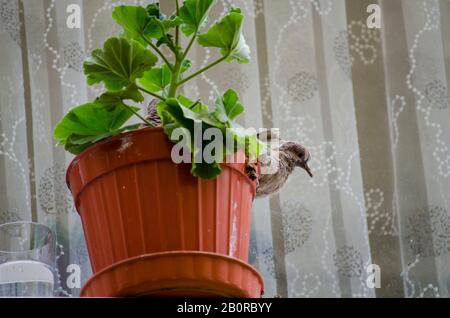 Bébé Dove Dans Flowerpot Banque D'Images