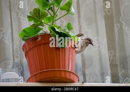 Bébé Dove Dans Flowerpot Banque D'Images