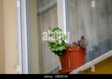 Bébé Dove Dans Flowerpot Banque D'Images