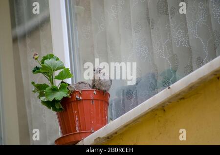 Bébé Dove Dans Flowerpot Banque D'Images