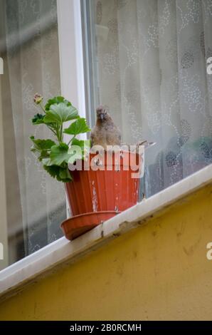 Bébé Dove Dans Flowerpot Banque D'Images