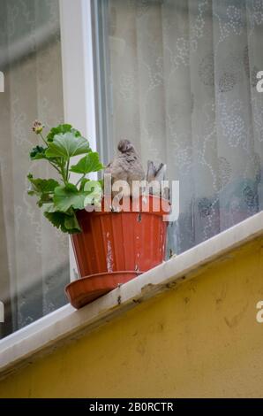 Bébé Dove Dans Flowerpot Banque D'Images