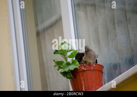 Bébé Dove Dans Flowerpot Banque D'Images