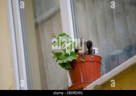 Bébé Dove Dans Flowerpot Banque D'Images