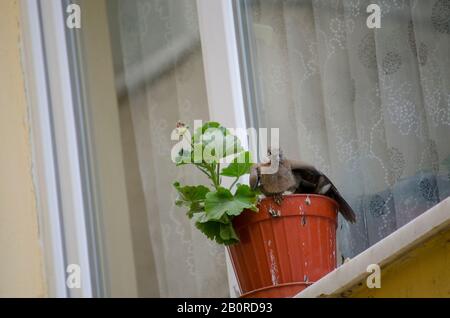 Bébé Dove Dans Flowerpot Banque D'Images