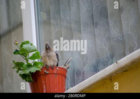 Bébé Dove Dans Flowerpot Banque D'Images