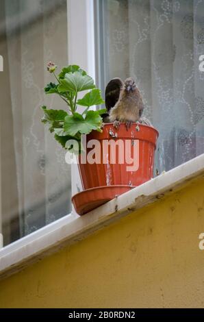 Bébé Dove Dans Flowerpot Banque D'Images