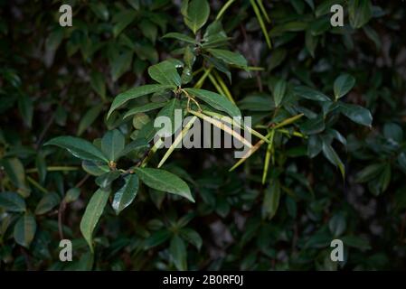 Fruit vert frais de la plante grimpante Trachelospermum jasminoides Banque D'Images