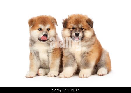 Chien chiot Akita Inu sur fond blanc Banque D'Images