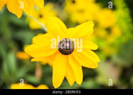 Jaune Goldsturm Rudbeckia Fulgida Noir Eyed Susan Daisy Flower En Pleine Fleur Banque D'Images