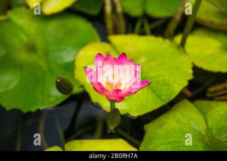 Lotus Rose Aquatique Vivant - Nelumbo Nocifera - Dans L'Étang Avec Des Feuilles Vertes Banque D'Images