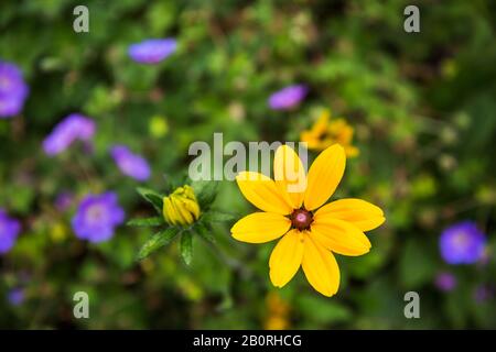 Jaune Goldsturm Rudbeckia Noir Eyed Susan Daisy Flower En Pleine Fleur Banque D'Images