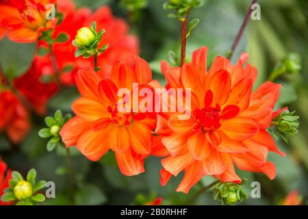 Jardin Rouge Vif D'Orange Dahlia - Dahlia Pinnata - Et Bourgeons Dans Le Jardin Vert Banque D'Images