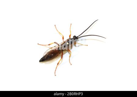 Wasp parasite Icheneumon sp. Sur blanc Banque D'Images