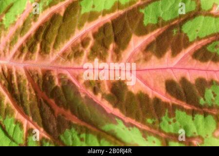 Gros plan sur une seule feuille avec différentes couleurs de la plante d'ortie peinte de Coleus Banque D'Images