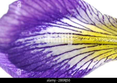Gros plan sur les détails sur le pétale d'une fleur d'iris Banque D'Images