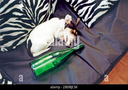 Jack Russell Terrier, dormant ivre, Allemagne Banque D'Images