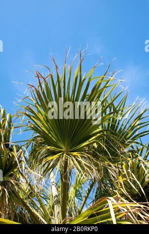 Les frondes de palmier de Washingtonia partent contre un ciel bleu à Chypre. Banque D'Images