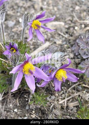 Fleur de pasque violette Pulsatilla hallueri dans un jardin Banque D'Images