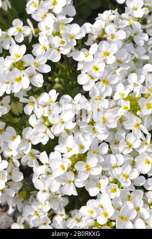 Alpine floraison-rock cress Arabis alpina Banque D'Images