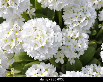 Drumstick primrose Primula denticulata blanc Banque D'Images