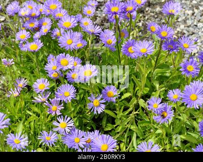 Groupe de fleurs d'aster alpins Banque D'Images