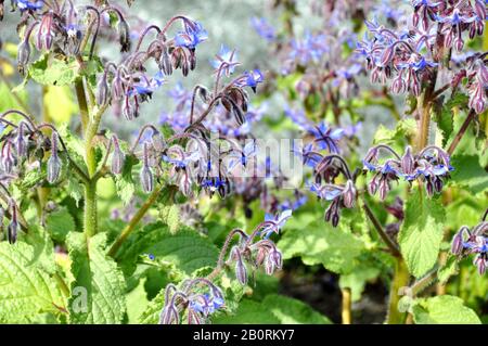 Plante de Borage à fleurs Banque D'Images