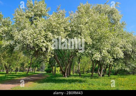 Magnifique paysage printanier avec des pommiers en fleurs dans le parc de la ville. Verger fleuri à la belle journée ensoleillée de printemps avec ciel bleu. Floraison blanche de fruits Banque D'Images