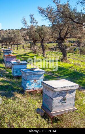 Chypriote traditionnel bleu ruches d'abeilles en bois, apiculture, colonies d'abeilles et oliviers à Chypre, Méditerranée Banque D'Images