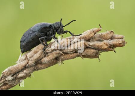 Femelle d'un coléoptère pétrolier Meloe scabriusculus, une espèce rare et en voie de disparition d'insectes en République tchèque Banque D'Images