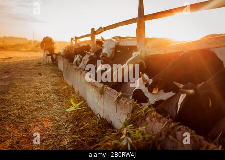 Les vaches paissent sur la cour de la ferme au coucher du soleil. Bétail mangeant de l'herbe et marchant dehors au coucher du soleil. Agriculture et agriculture Banque D'Images