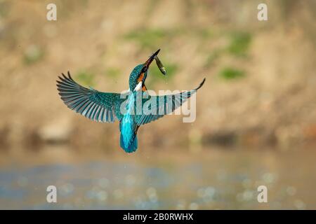 Kingfisher en vol avec un poisson dans son bec volant vers son innkeeper Banque D'Images