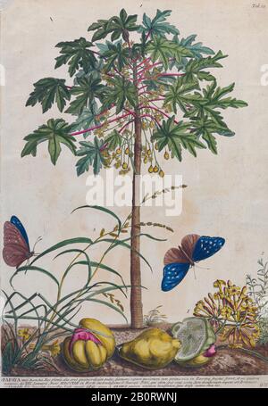 Papaye (papapaw ou pawpaw) arbre Gravure, imprimé de plantes et de papillons de Plantae et papiliones rariores (plantes rares et papillons) Banque D'Images