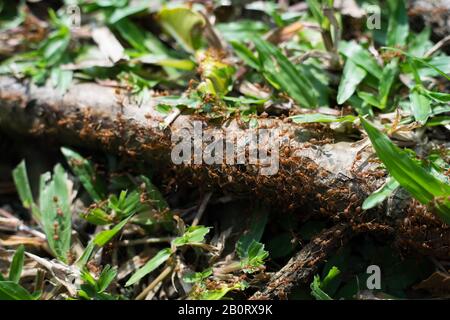 Rouge ant, Weaver Ants (Oecophylla smaragdina), action de ant, debout ant Banque D'Images