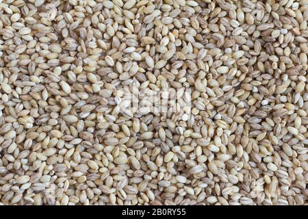 Tas de l'orge perlière gros plan.arrière-plan de perlovka Banque D'Images
