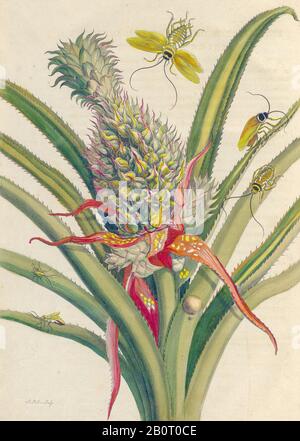 Ananas et papillons de Metamorphosis insectorum Surinamensium (insectes du Surinam) Livre de Maria Sibylla Merian publ de couleur manuelle du XVIIIe siècle Banque D'Images