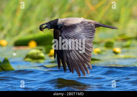 Cornix à capuche (Corvus corone, Corvus cornix), en vol avec des proies dans la facture, Roumanie, Delta du Danube Banque D'Images