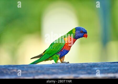 Rainbow lory, Rainbow Lorikeet (Trichoglossus moluccanus, Trichoglossus hématodus moluccanus), se trouve sur une clôture, Australie, Victoria, Pebbly Beach Banque D'Images