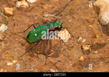 Green tiger beetle (Cicindela campestris), sur le terrain, Allemagne Banque D'Images