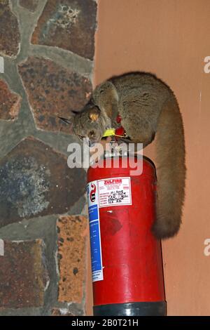 Grand bébé de brousse, Grand galago, bébé de brousse à queue épaisse (Otolemur crassicaudatus, Galago crassicaudatus), assis sur un drasseur de feu à un mur de maison, vue latérale, Afrique du Sud, KwaZulu-Natal, Mkhuze Game Reserve Banque D'Images