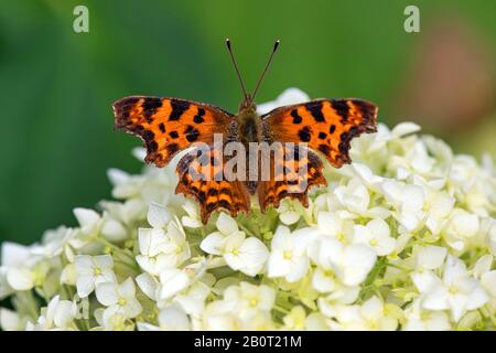 Comma (Polygonia c-album, Comma c-album, Nymphalis c-album), homme assis sur une hortensia à fleurs, vue de dessus, Allemagne, Rhénanie-du-Nord-Westphalie Banque D'Images