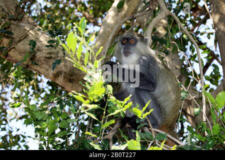 Singe Sykes (Cercopithecus albogularis), assis sur une branche sur un arbre, Afrique du Sud, KwaZulu-Natal, parc national iSimangaliso Banque D'Images