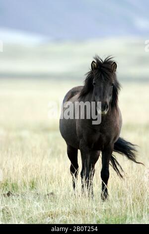 Cheval Islandic, cheval islandais, pony islandais (Equus przewalskii F. cavallus), se dresse dans un pré, Islande Banque D'Images