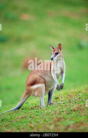 Wallaby agile, wallaby sablonneux (Macropus agilis, Valabia agilis), se dresse dans un pré, Australie, Queensland Banque D'Images